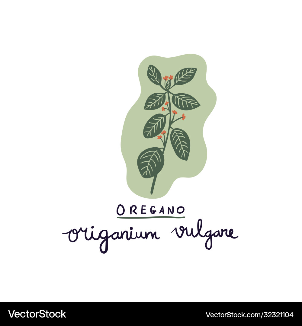 Hand drawn herb oregano creative texture Hand drawn herb oregano creative texture vector image