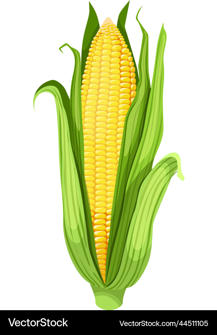 Corn maize cartoon Corn maize cartoon vector image