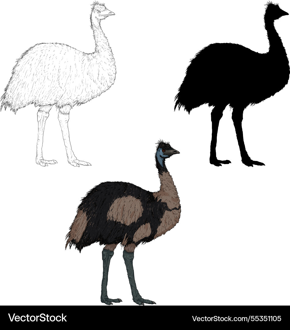 Set of emu in different styles vector image