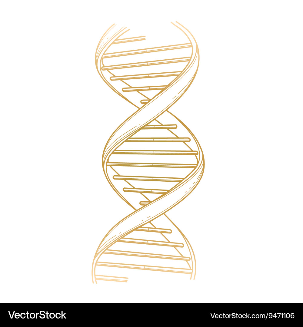 Graphic dna structure Vector Image