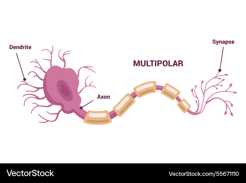 Neuron network and type of neurons an informative Neuron network and type of neurons an informative vector image