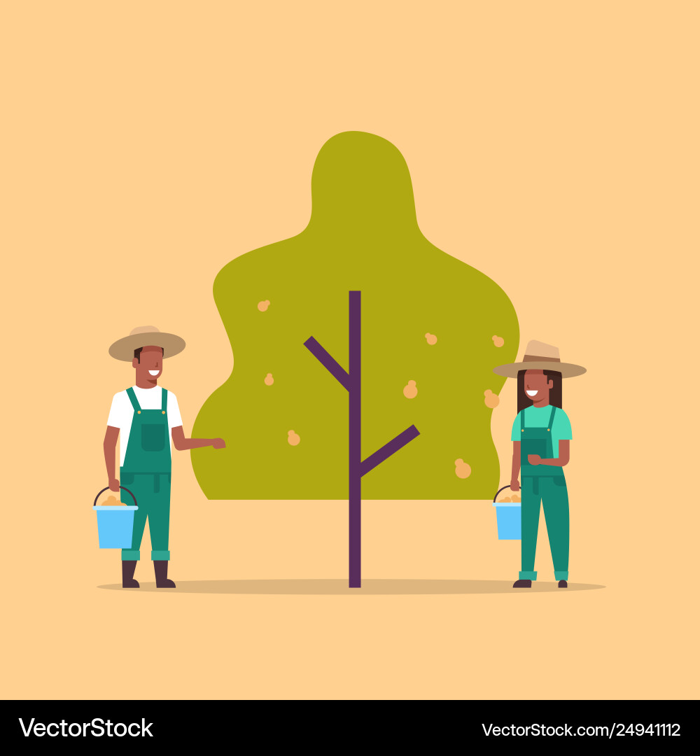 Couple farmers picking pears from tree african Couple farmers picking pears from tree african vector image