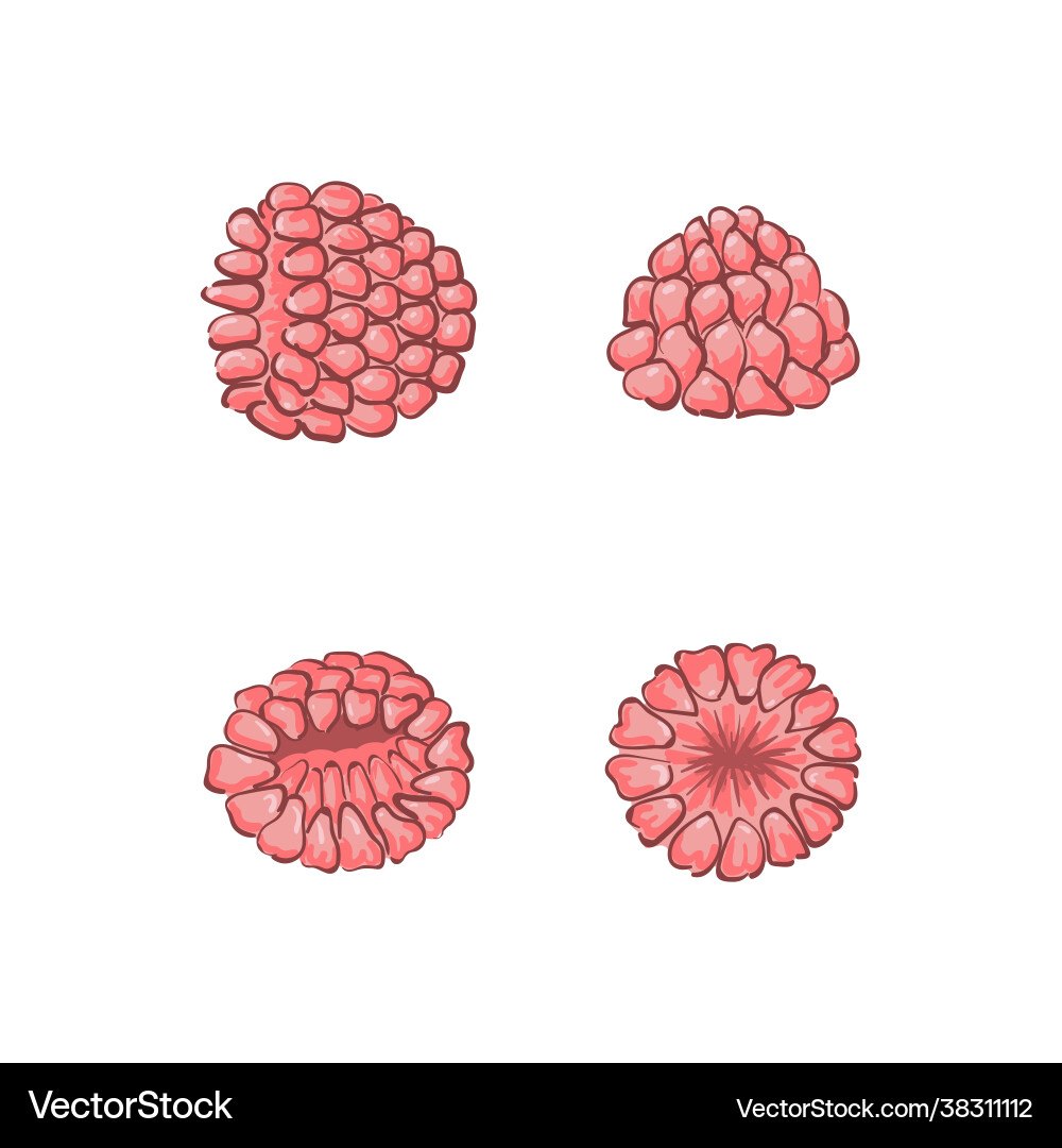 Raspberry seamless pattern white background Vector Image
