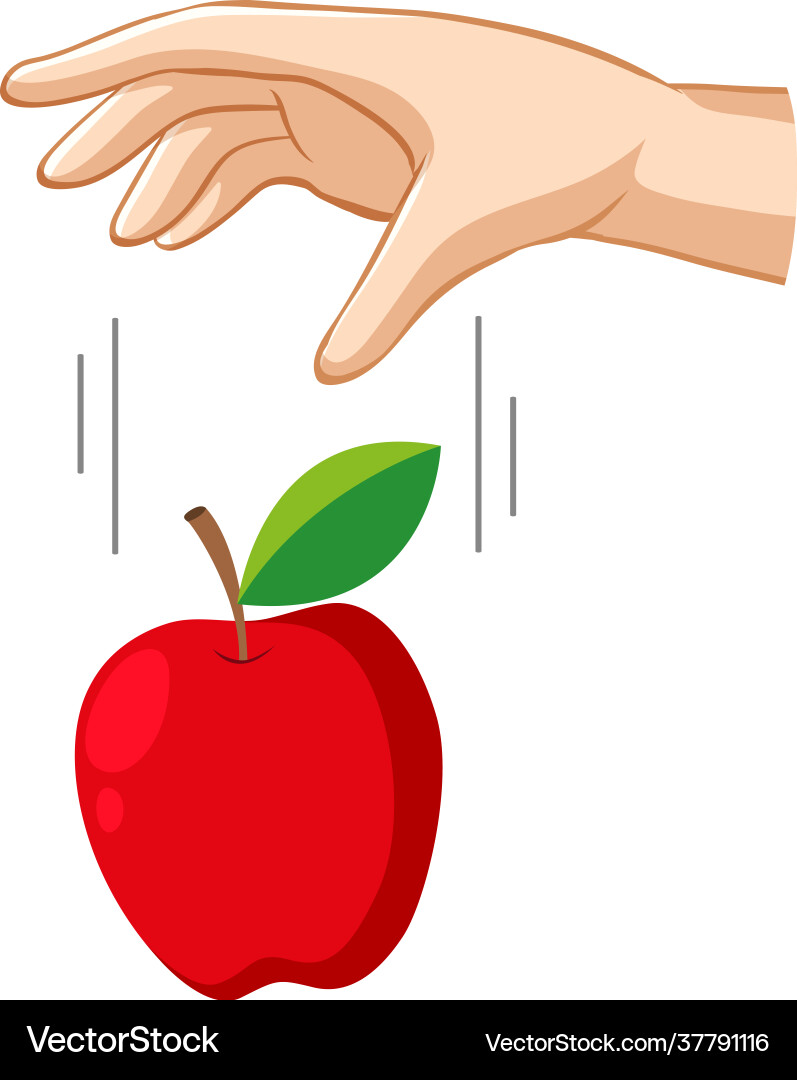 Hand dropping an apple for gravity experiment Hand dropping an apple for gravity experiment vector image