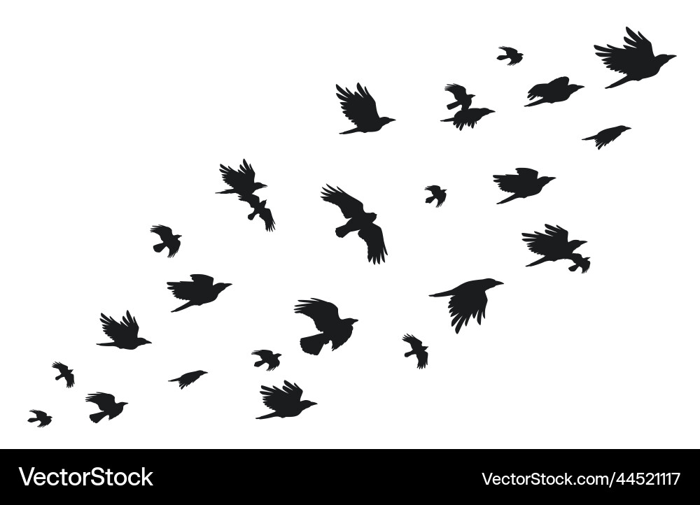 Black Crows in Flight Vector Image