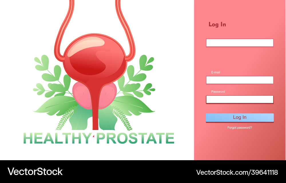 Medical concept internal organ prostate Royalty Free Vector