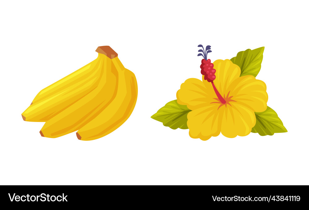 Bunch of banana and blooming yellow hibiscus Bunch of banana and blooming yellow hibiscus vector image