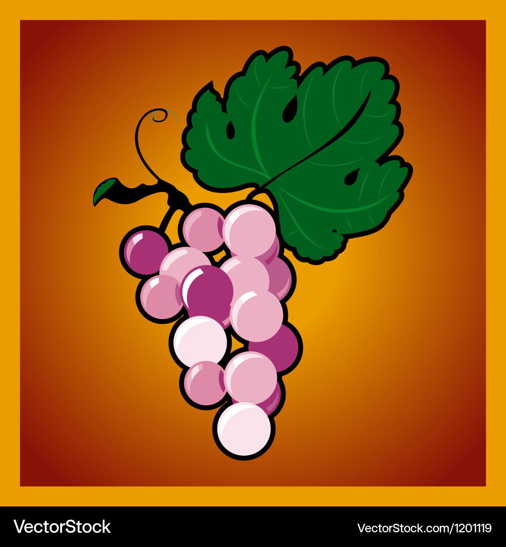 Grape bunch on red background vector image