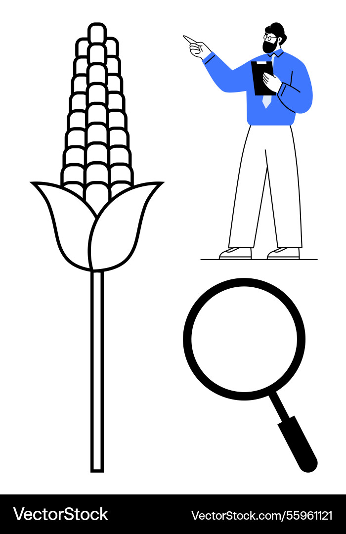 Scientist analyzing corn crop with magnifying Scientist analyzing corn crop with magnifying vector image