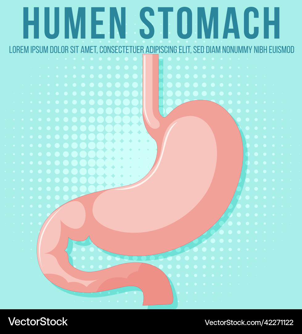 Human internal organ with stomach vector image