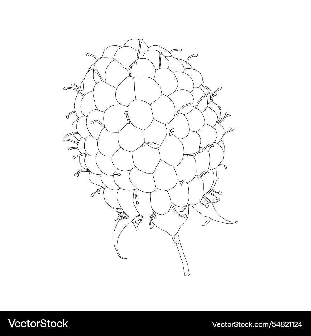 Raspberry outline from black lines isolated Raspberry outline from black lines isolated vector image
