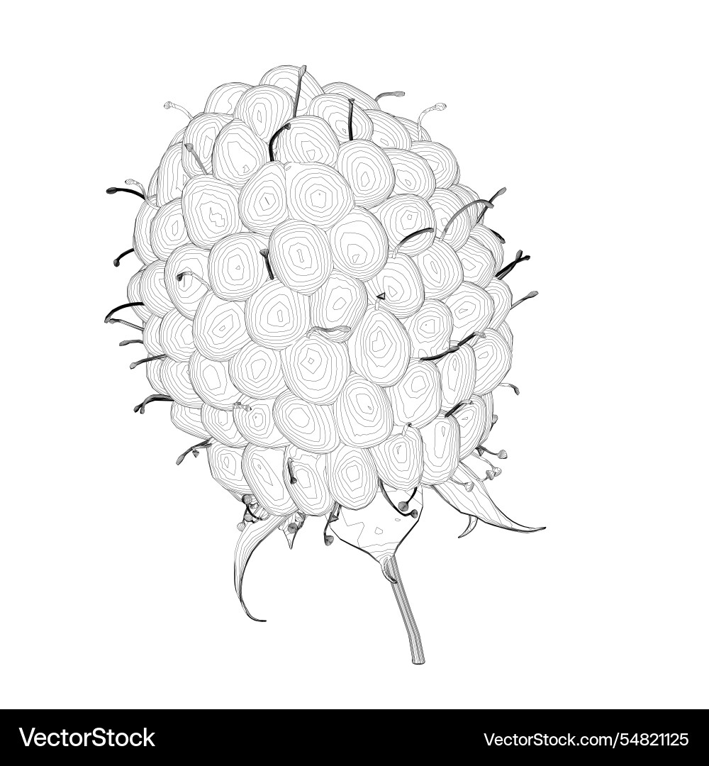 Raspberry outline from black lines isolated Raspberry outline from black lines isolated vector image