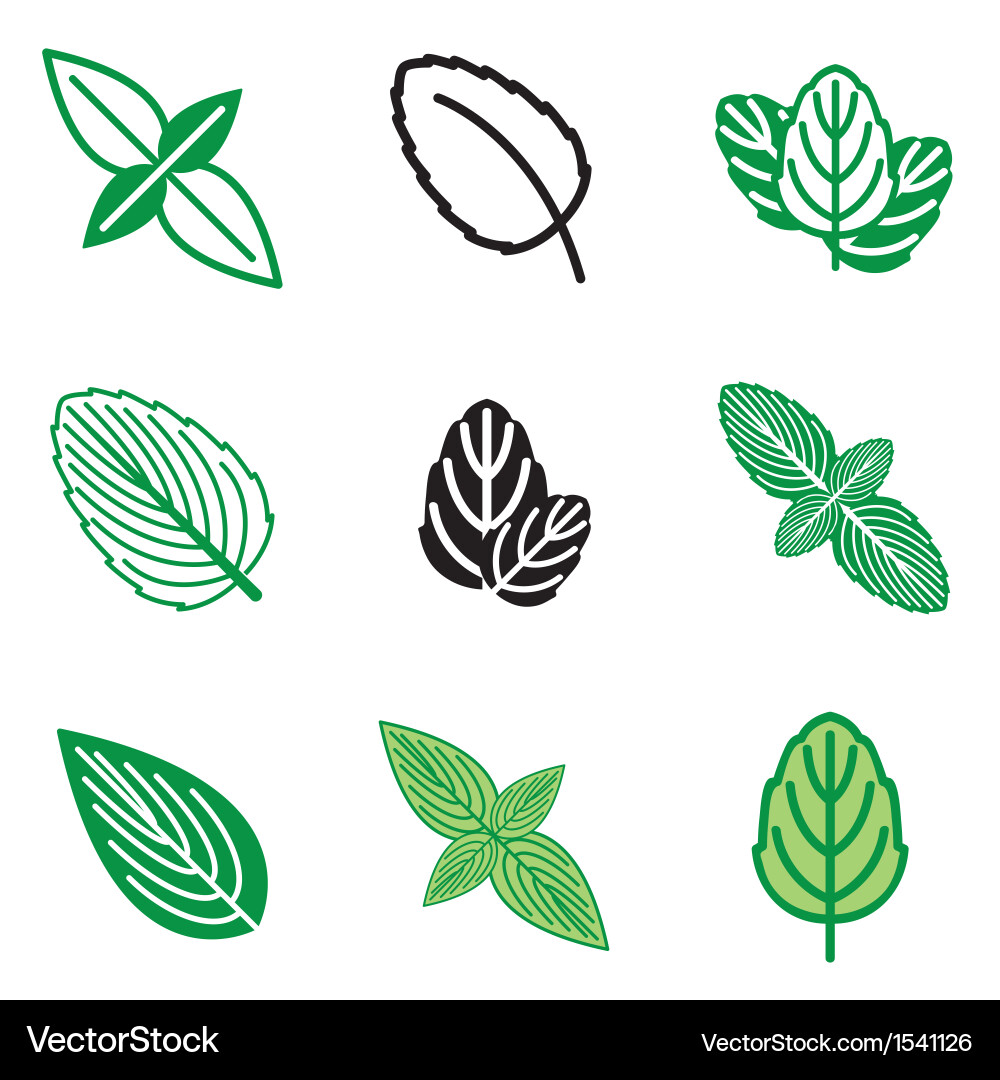 Mint Leaf Icons Vector Image