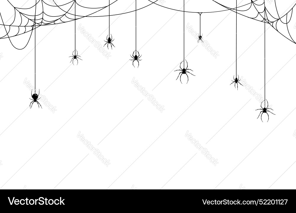 Spiders on Cobweb - Halloween Vector Image