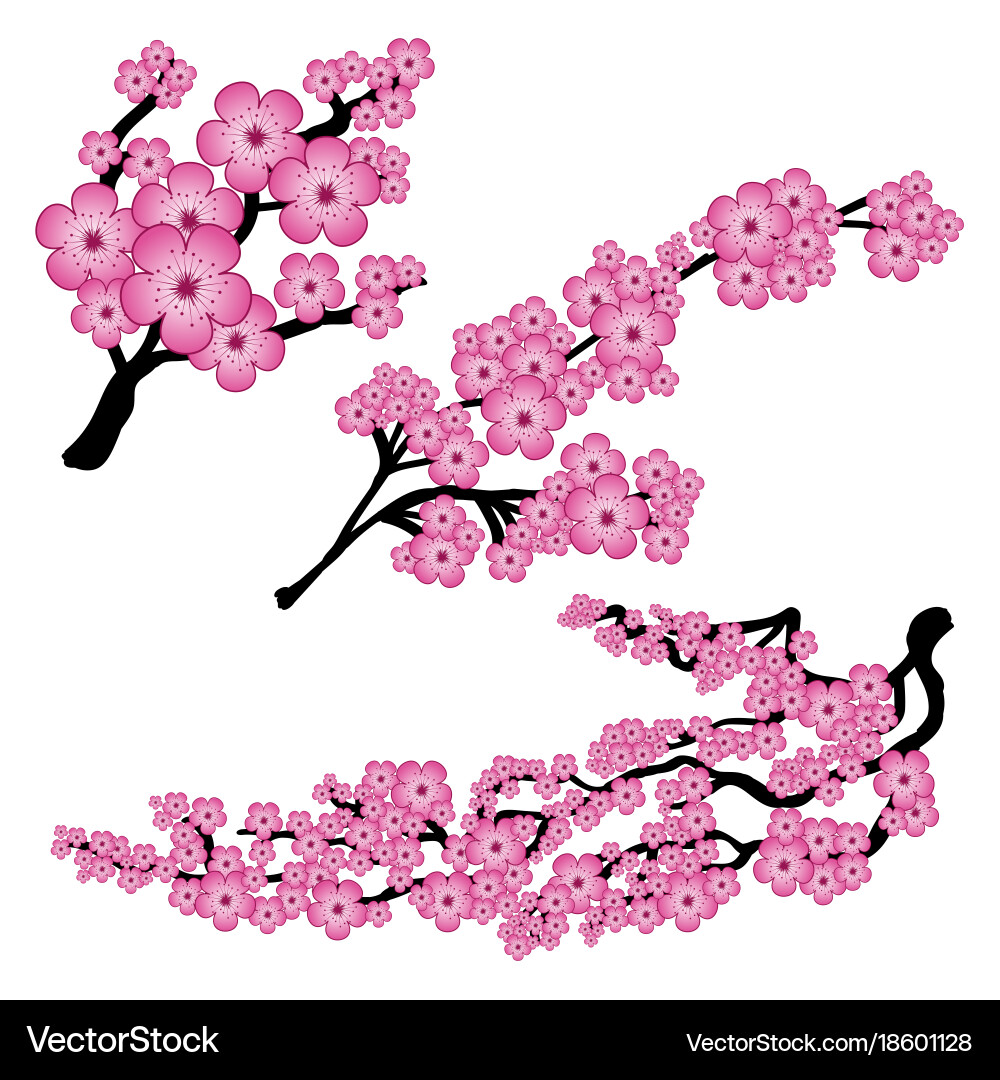 Branch of sakura in color Vector Image