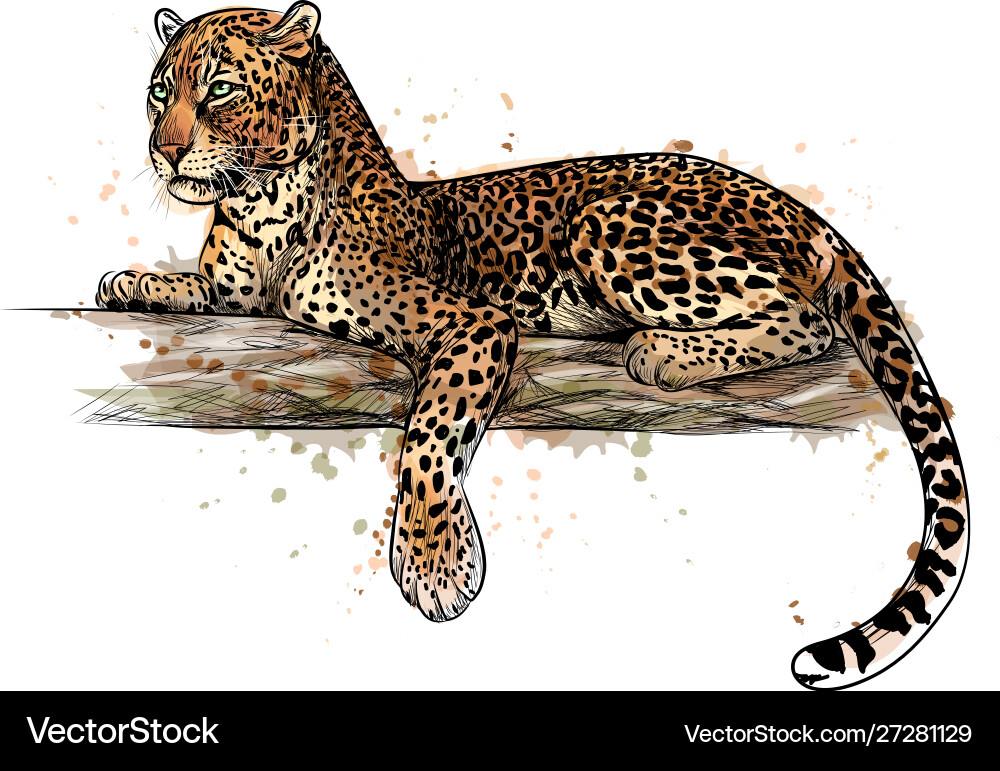Leopard is lying on a tree from splash Royalty Free Vector