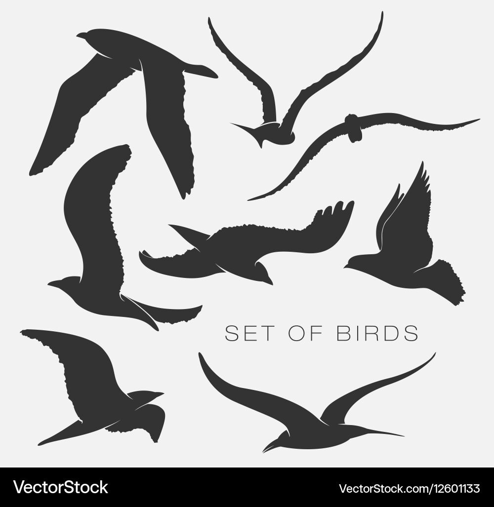 Set of silhouettes birds Vector Image