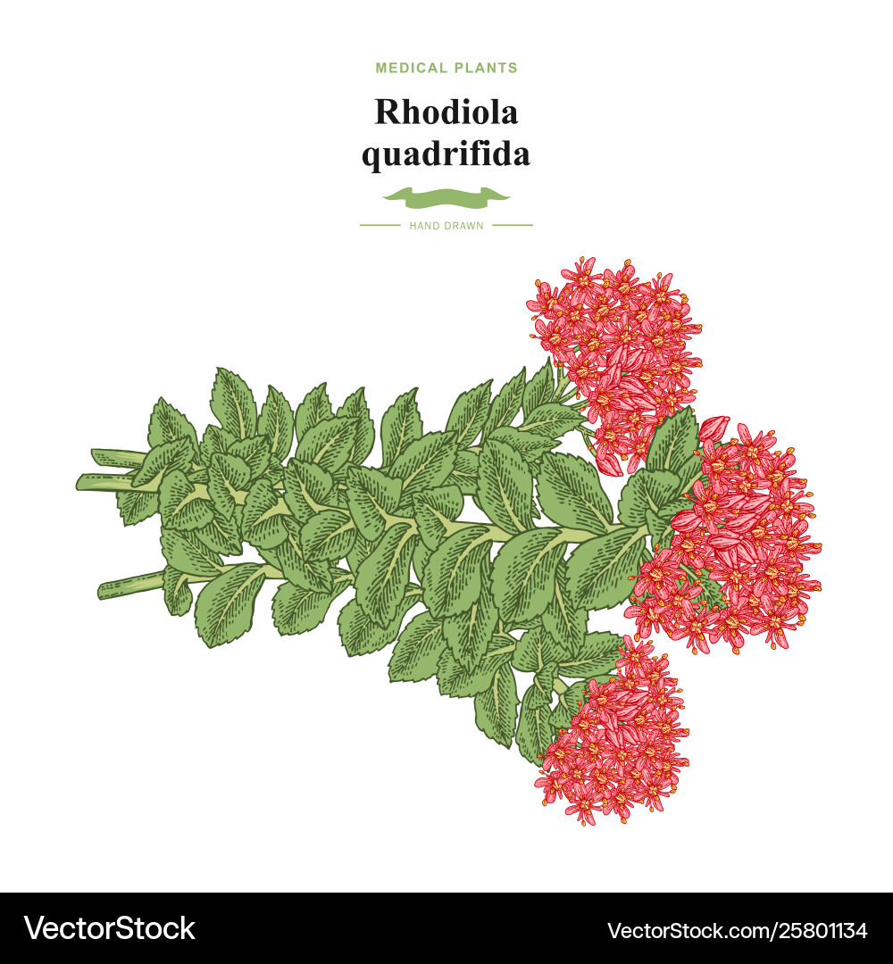Rhodiola quadrifida Pflanzenmedizin und Kosmetik Rhodiola quadrifida Pflanzenmedizin und Kosmetik vektorbild