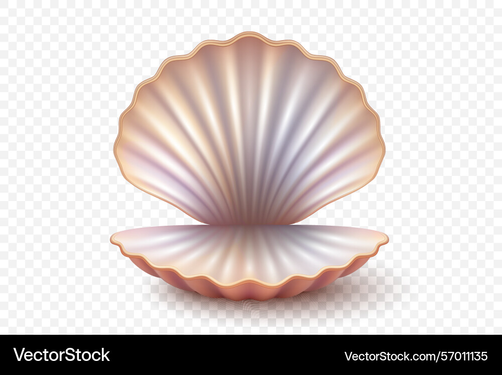 3d realistic open seashell with pearlescent 3d realistic open seashell with pearlescent Vector Image