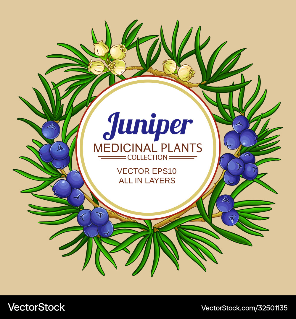 Juniper branches frame on color background Juniper branches frame on color background vector image