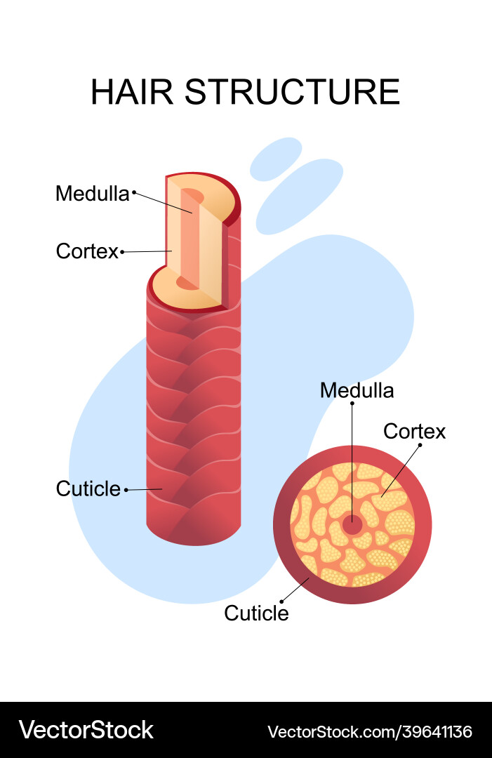 Human hair structure educational poster vector image