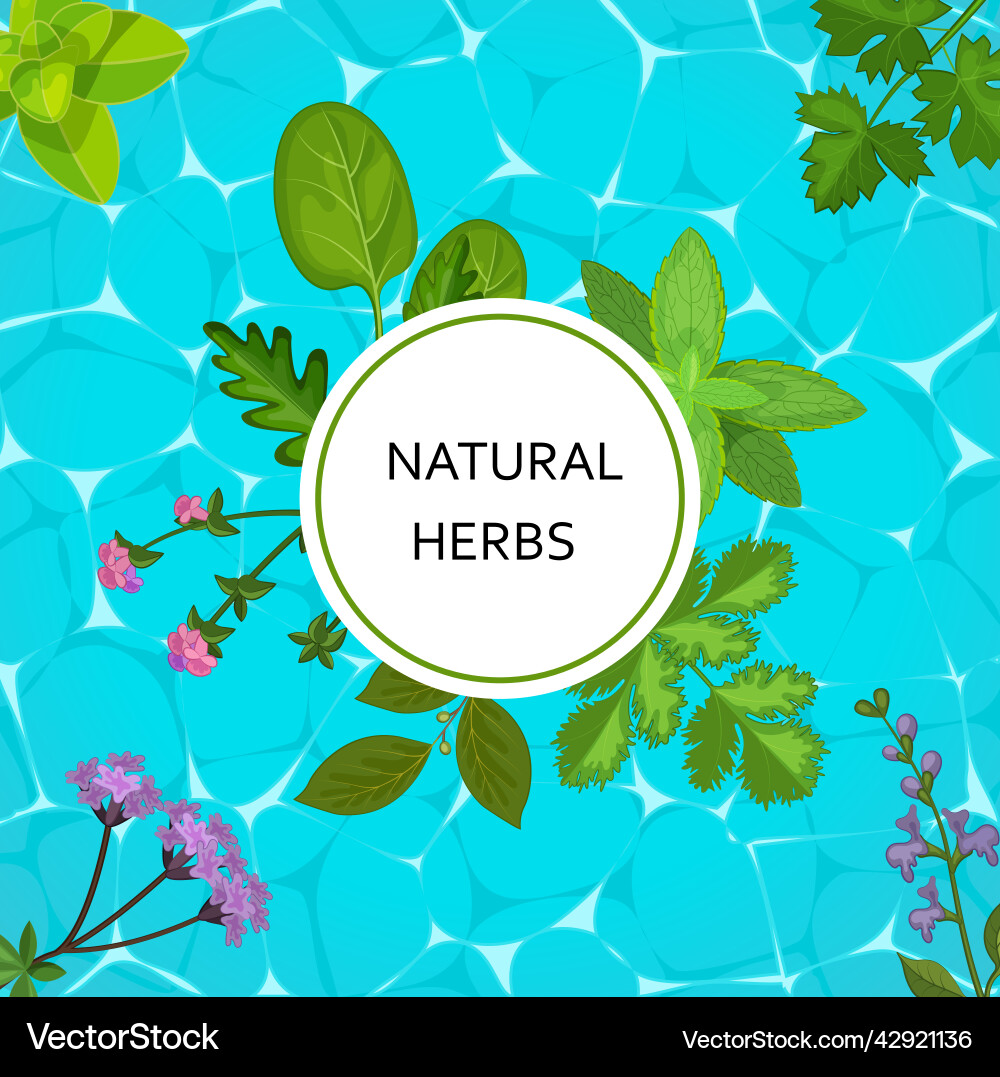 Natural herbs banner with herbaceous plants Natural herbs banner with herbaceous plants Vector Image