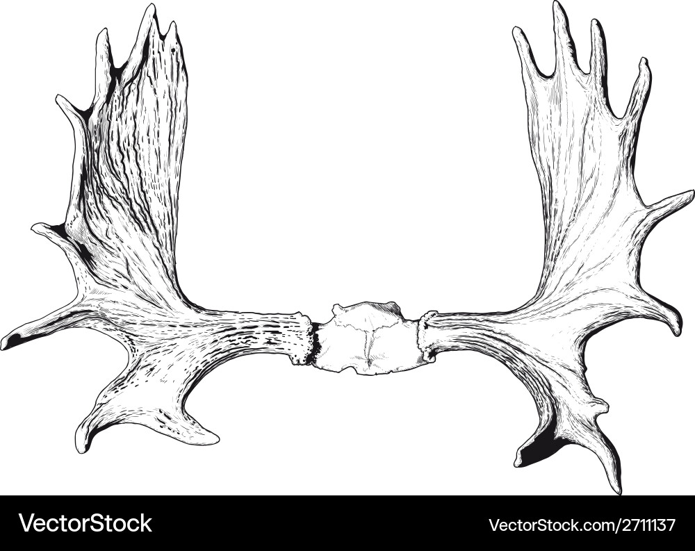 Elk Antlers with Skull – Royalty-Free Vector | VectorStock, image size:1000x793