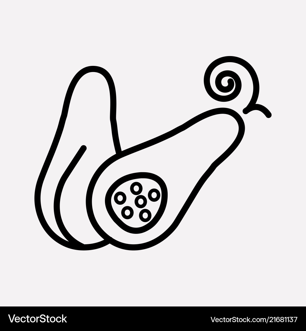 Squash icon line element Squash icon line element vector image