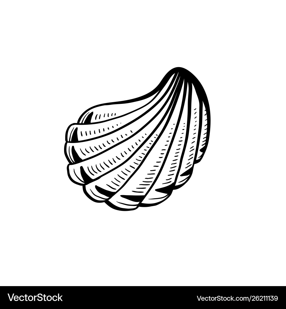 Angular murex conch hand drawn ink pen sketch Angular murex conch hand drawn ink pen sketch vector image
