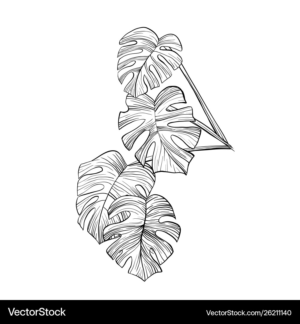 Monstera Leaf Hand Drawn Royalty Free Vector Image