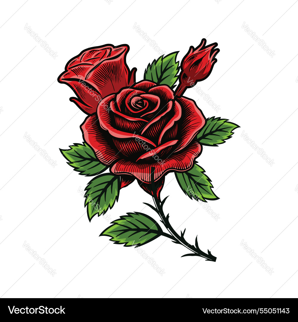 Rose artwork Royalty Free Vector Image - VectorStock