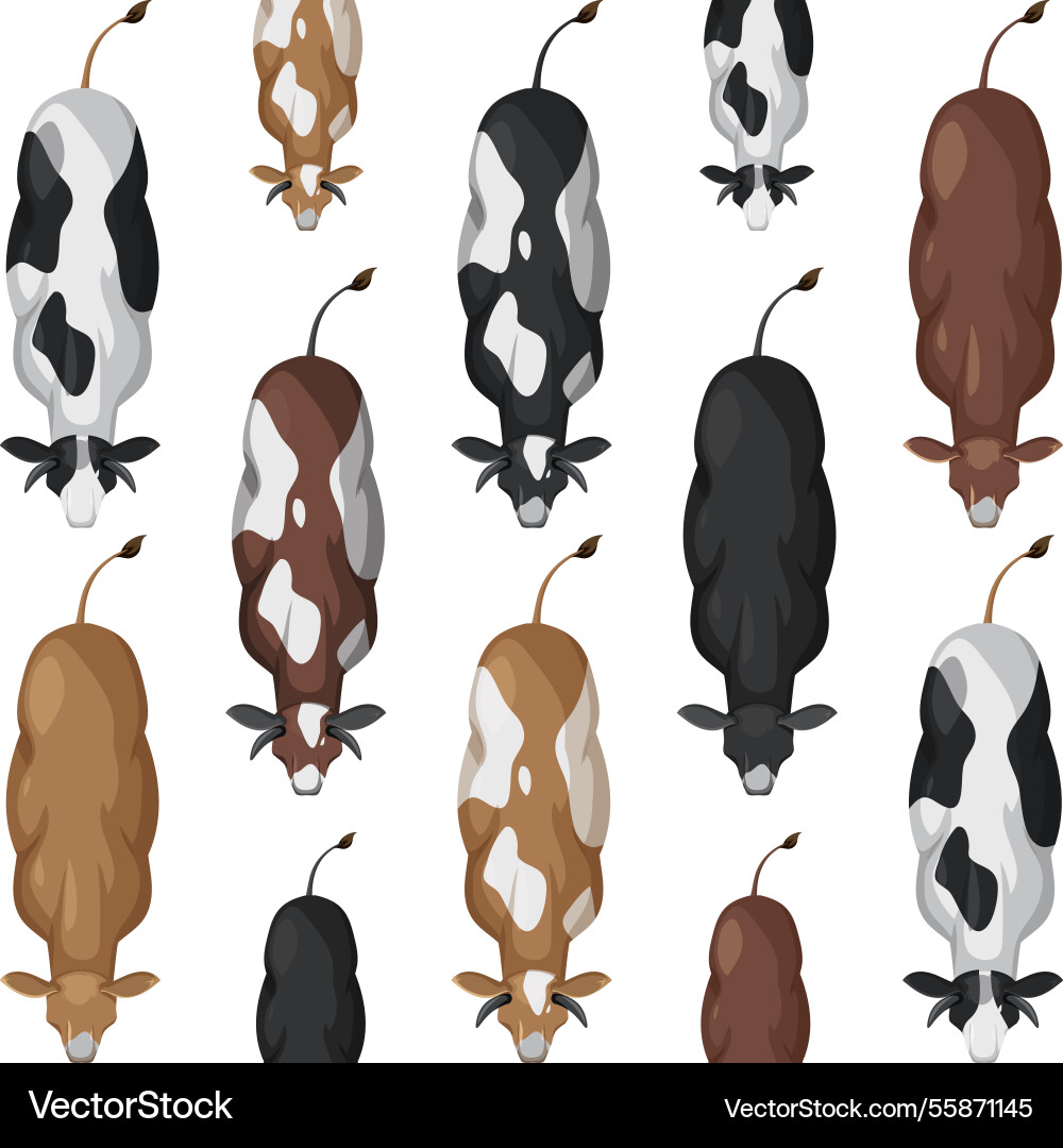 Top view of cows with diverse coat patterns Top view of cows with diverse coat patterns vector image