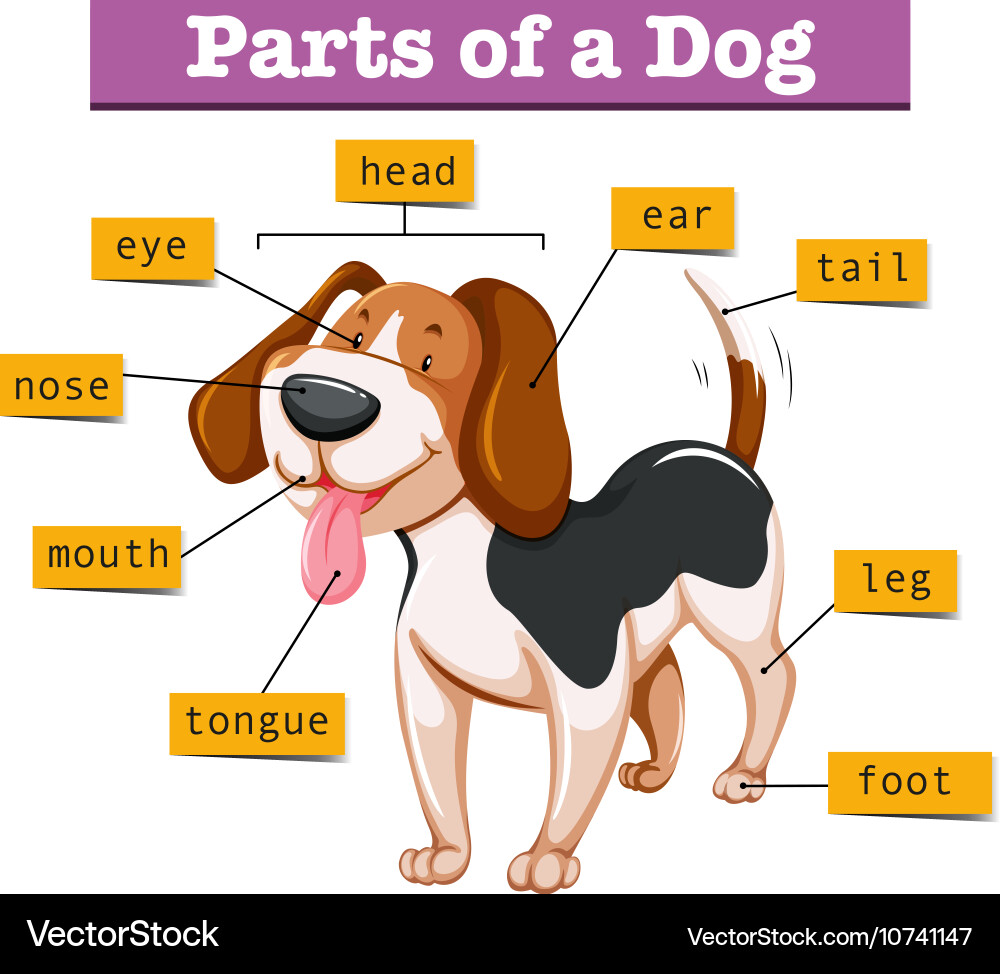 Diagram showing parts of dog vector image