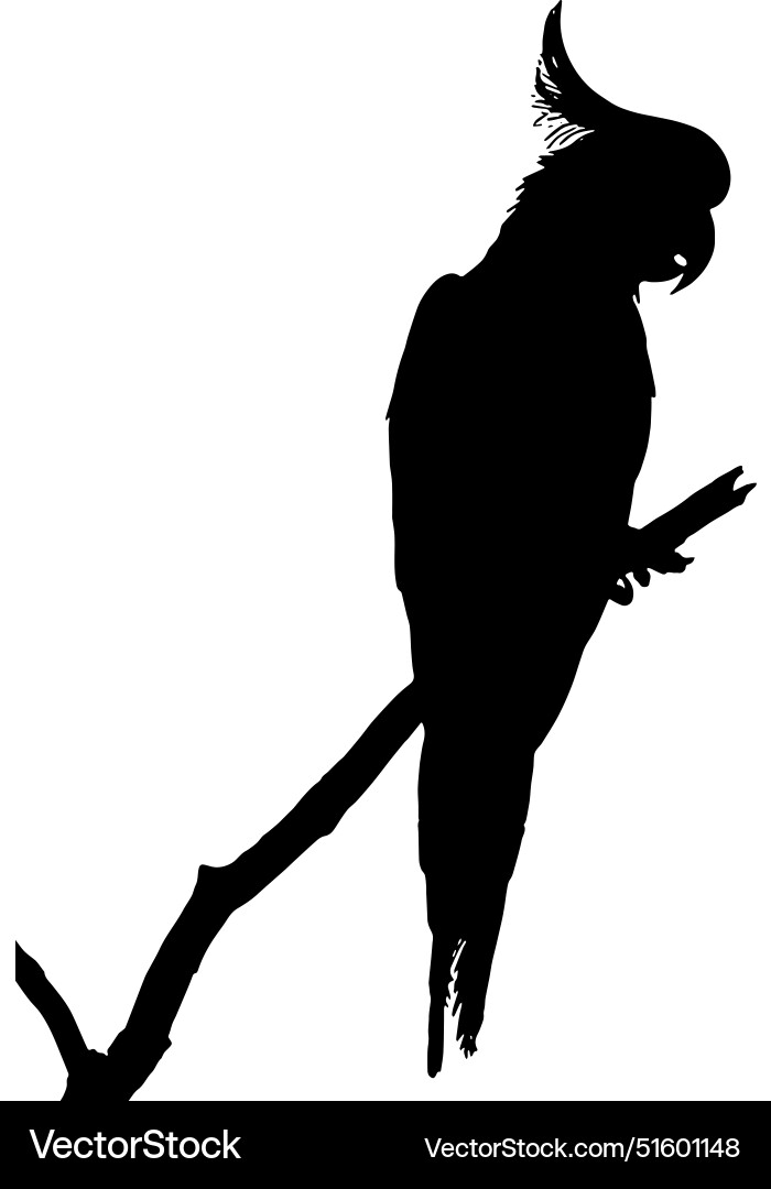 Cockatoo Silhouette on Branch Vector Image