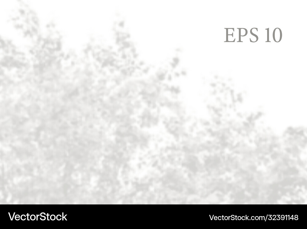 Transparent natural birch tree branches shadow Transparent natural birch tree branches shadow vector image