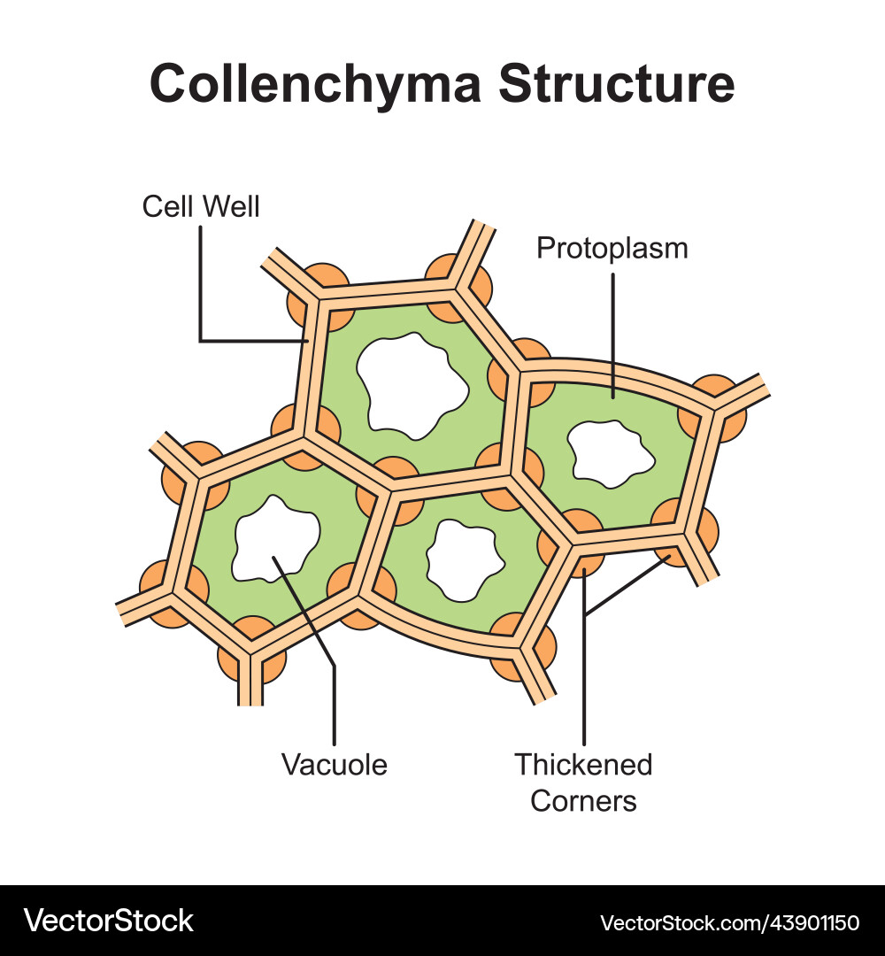 Collenchyma structure Collenchyma structure vector image
