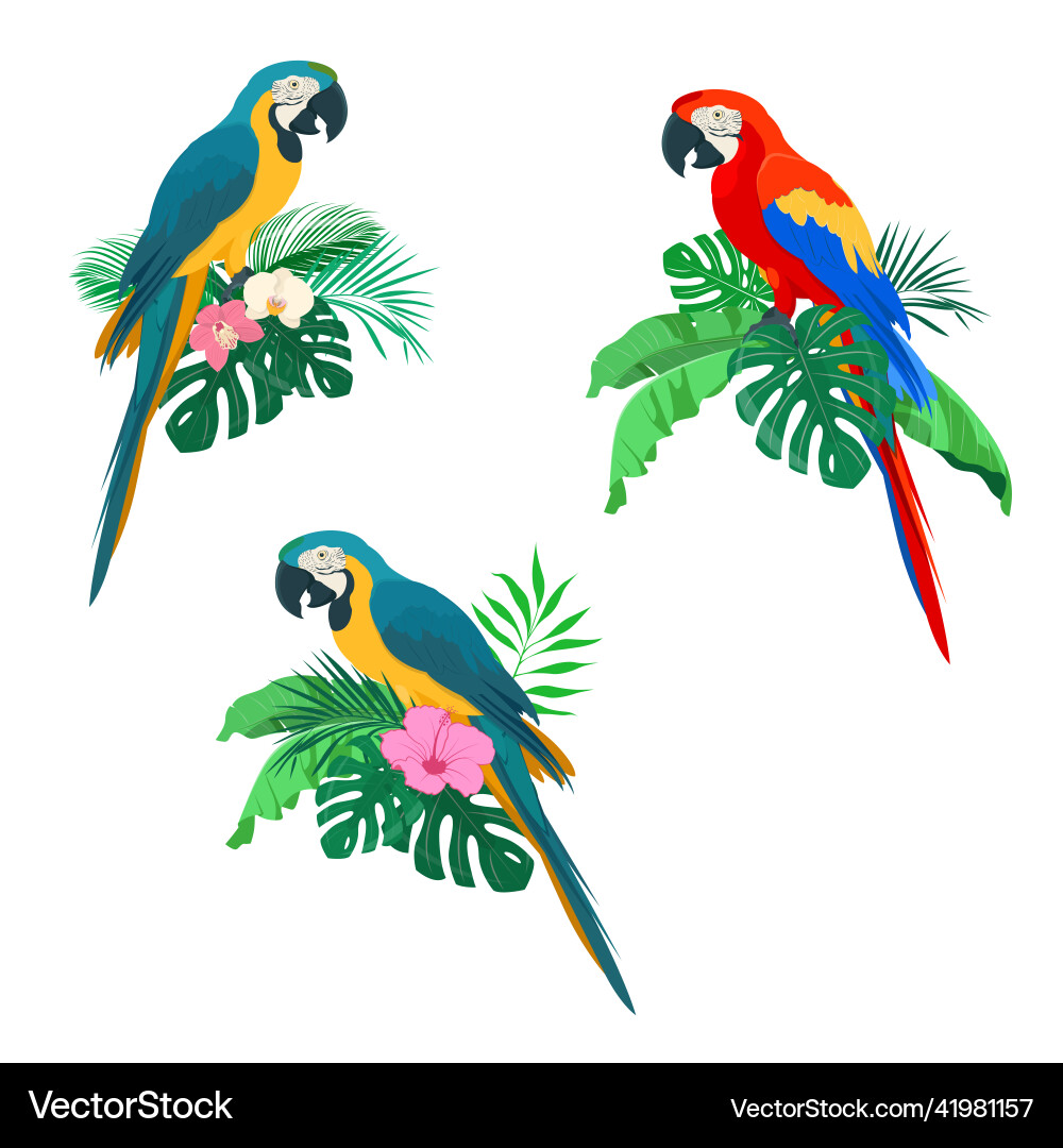 Colorful macaws parrots on varios tropical leaves Colorful macaws parrots on varios tropical leaves vector image