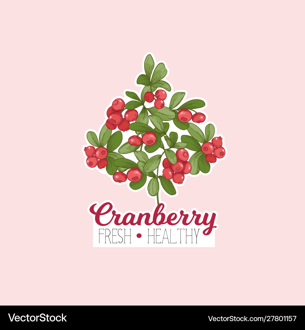 Cranberry element for design Cranberry element for design Vector Image