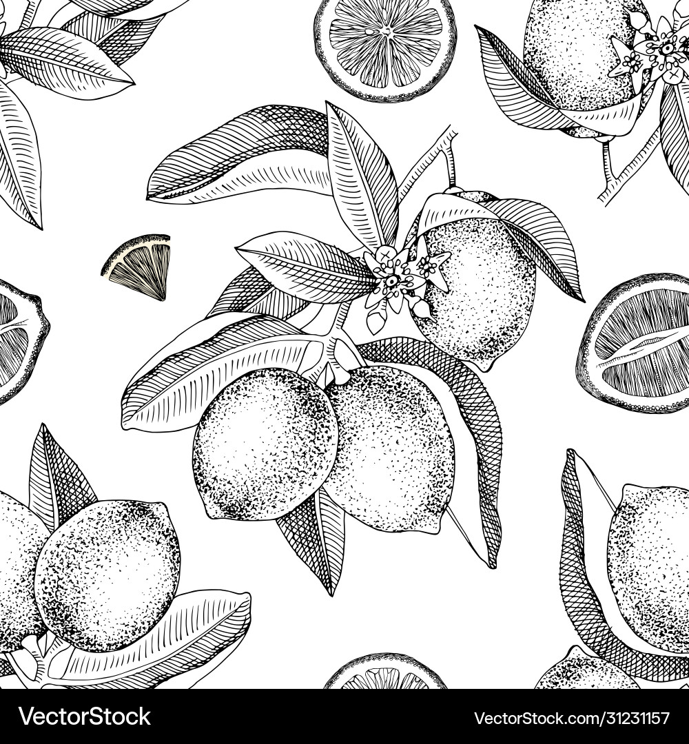 Lime Branch Pattern - Citrus Slice vector image