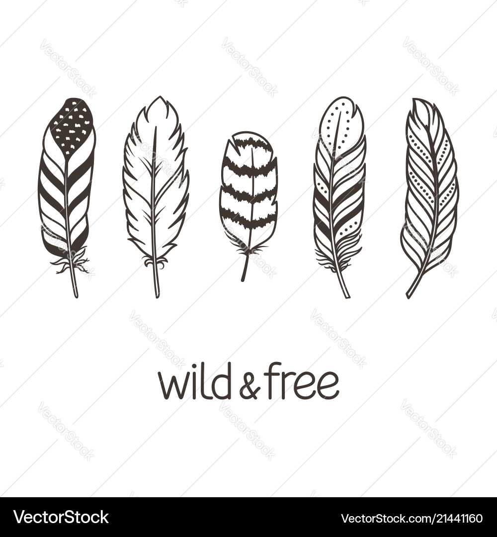 Feathers set Royalty Free Vector Image - VectorStock