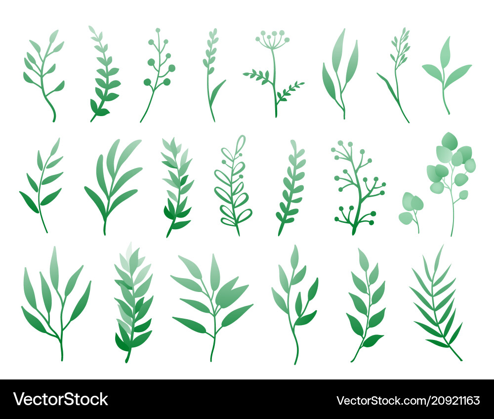 Green Leaf Botanical Set Royalty Free Vector Image