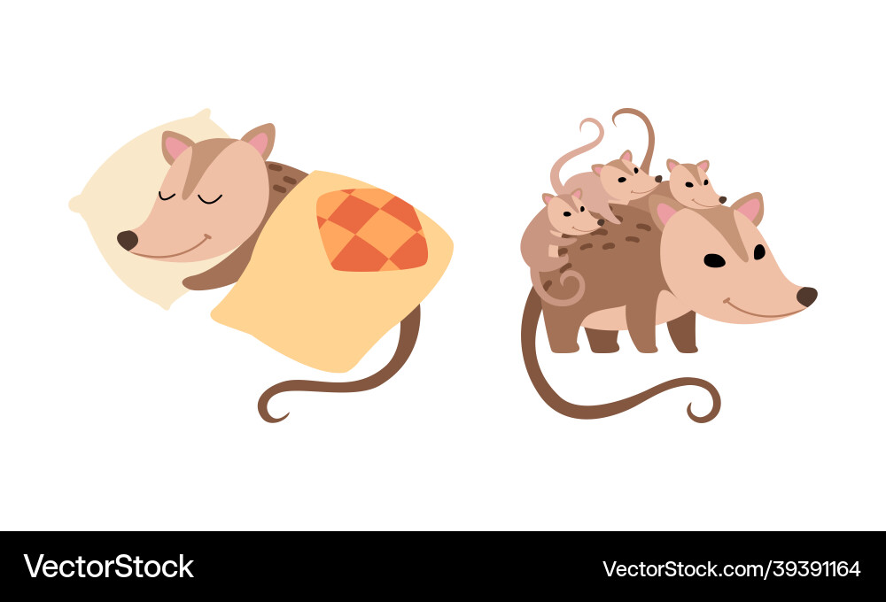 Cute opossum animal sleeping on pillow under Cute opossum animal sleeping on pillow under vector image