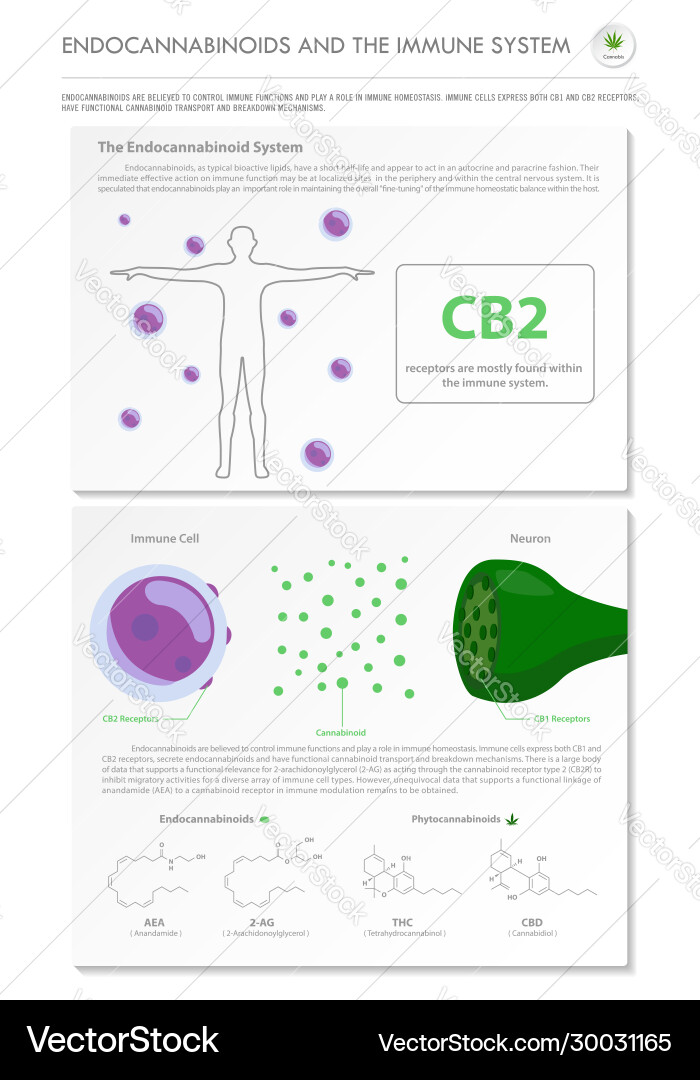 Endocannabinoide und Immunsystem vertikal Endocannabinoide und Immunsystem vertikal vektorbild