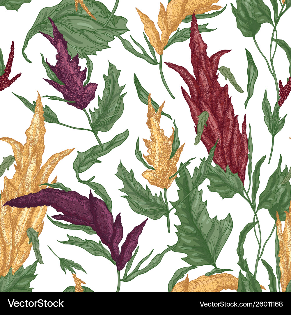 Elegant botanical seamless pattern with quinoa vector image