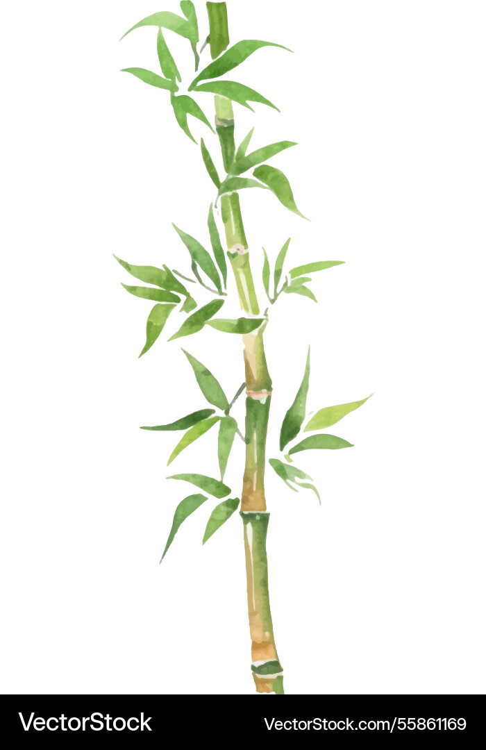 Aquarell bemalte Bambus Hand gezogen Blume Aquarell bemalte Bambus Hand gezogen Blume vektorbild