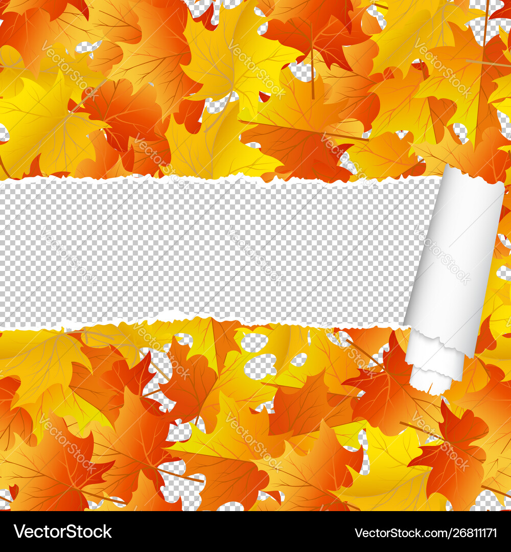 Autumn maple seamless pattern with ripped stripe Autumn maple seamless pattern with ripped stripe vector image