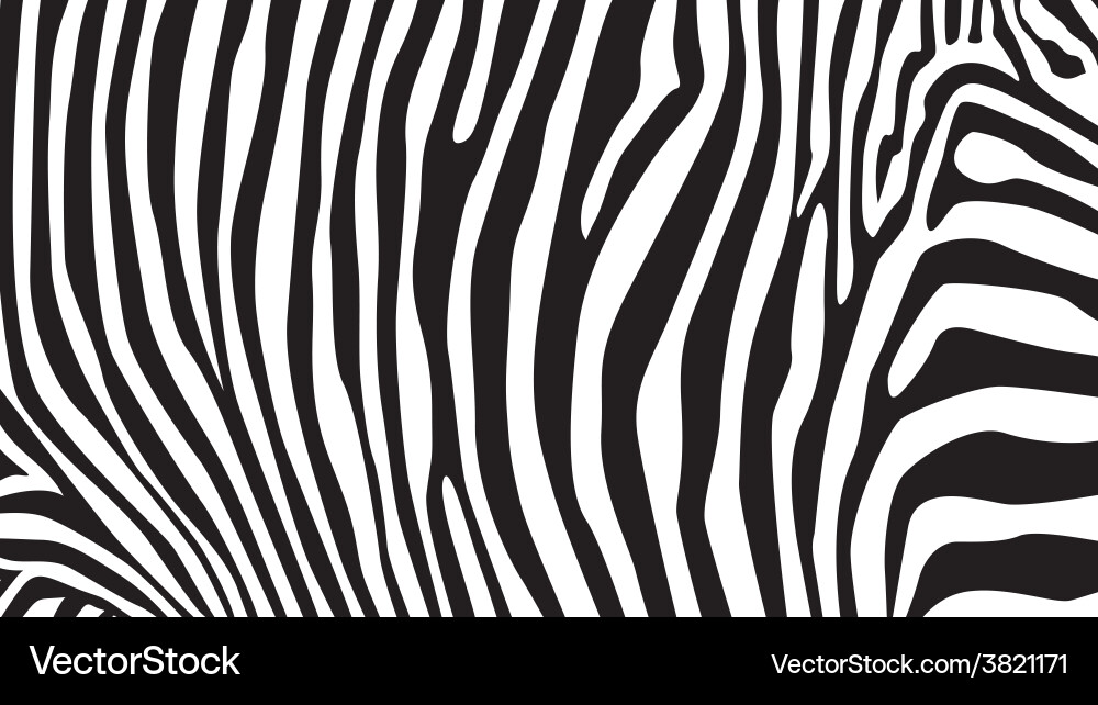 Zebra Stripes Pattern vector image