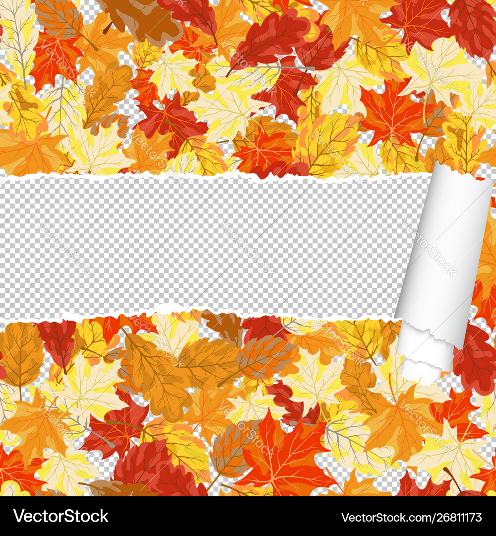 Autumn maple seamless pattern with ripped stripe Autumn maple seamless pattern with ripped stripe vector image