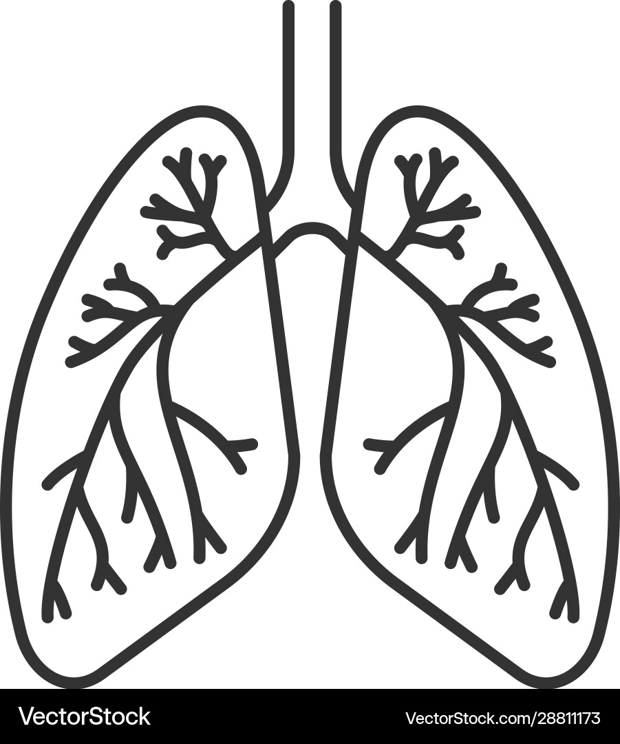 menschliche Lunge mit Bronchi und Bronchiolen linear Menschliche Lunge mit Bronchi und Bronchiolen linear vektorbild