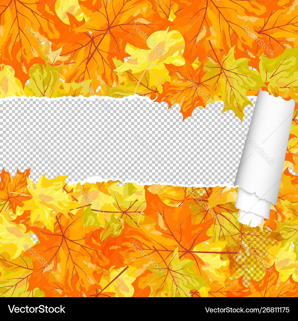 Autumn maple pattern with ripped stripe Autumn maple pattern with ripped stripe vector image